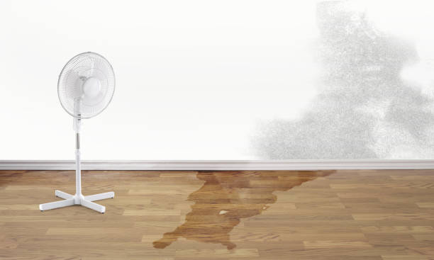 Best Ceiling water damage repair  in Endicott, NY